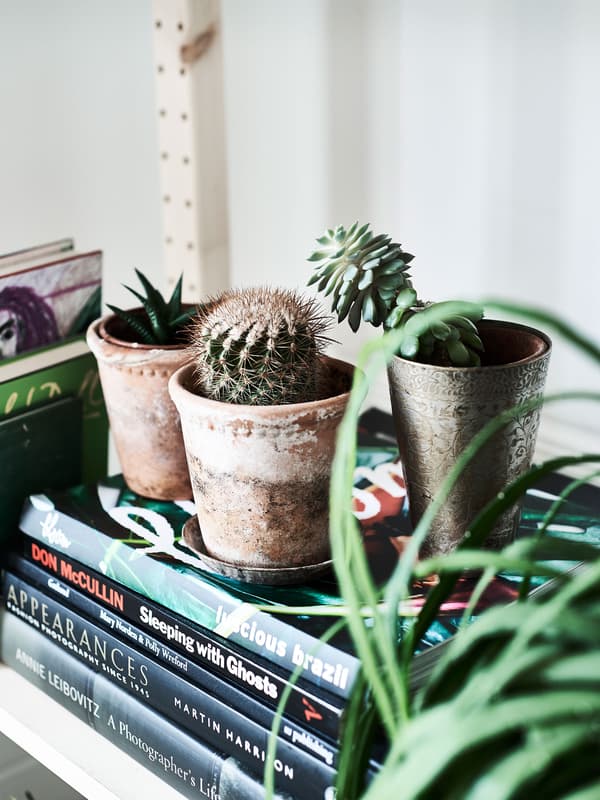Potted plants displayed on top of books.
