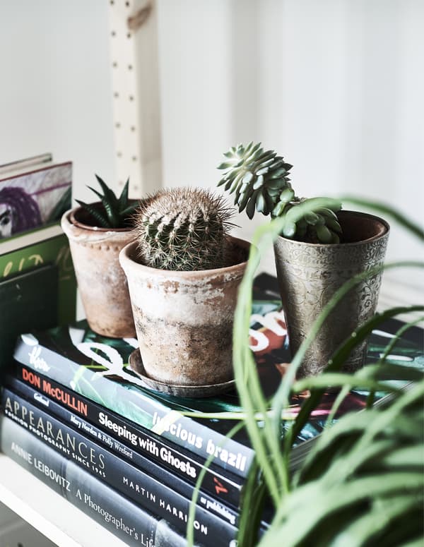 Potted plants displayed on top of books.