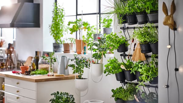 Potted plants in a window by a kitchen worktop, plus more plants in white hanging planters and black containers on rails.