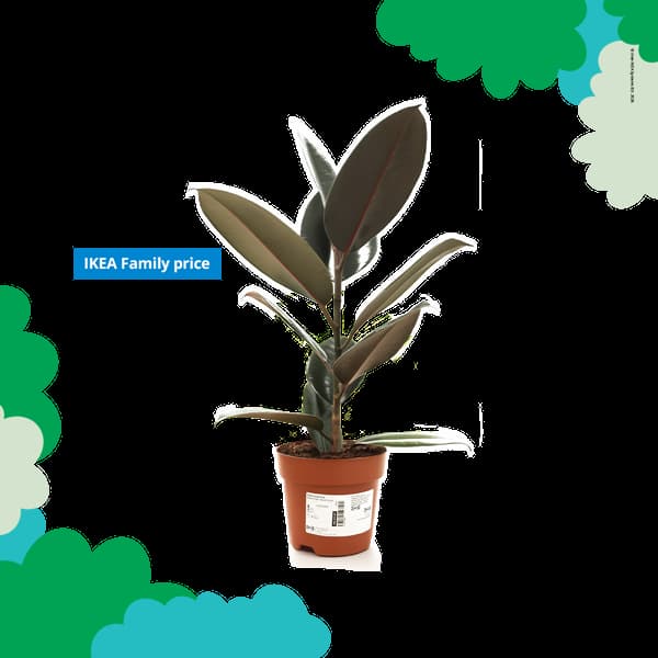 Potted rubber plant with dark leaves against a black background. 