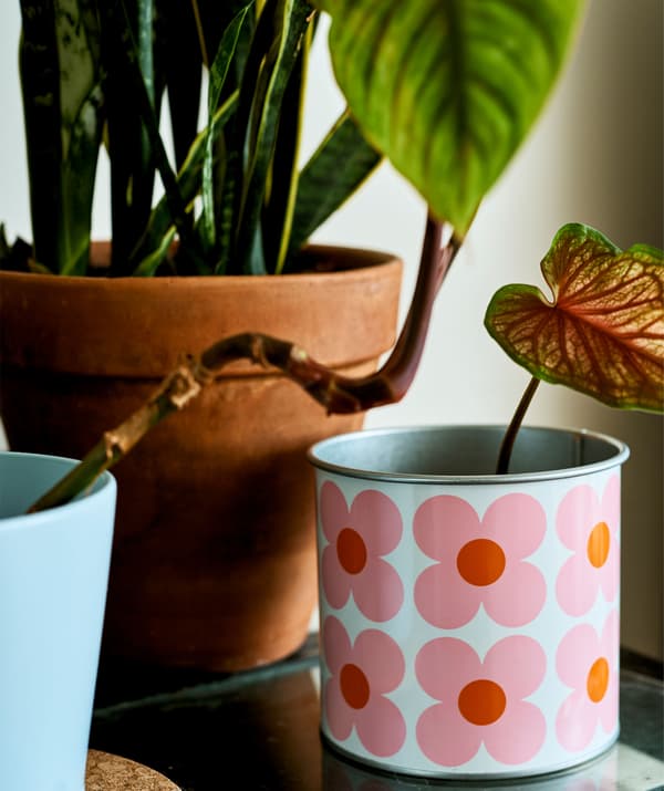 Pousse dans un pot à motif fleurs.