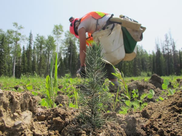 Project Forest planter planting seedlings