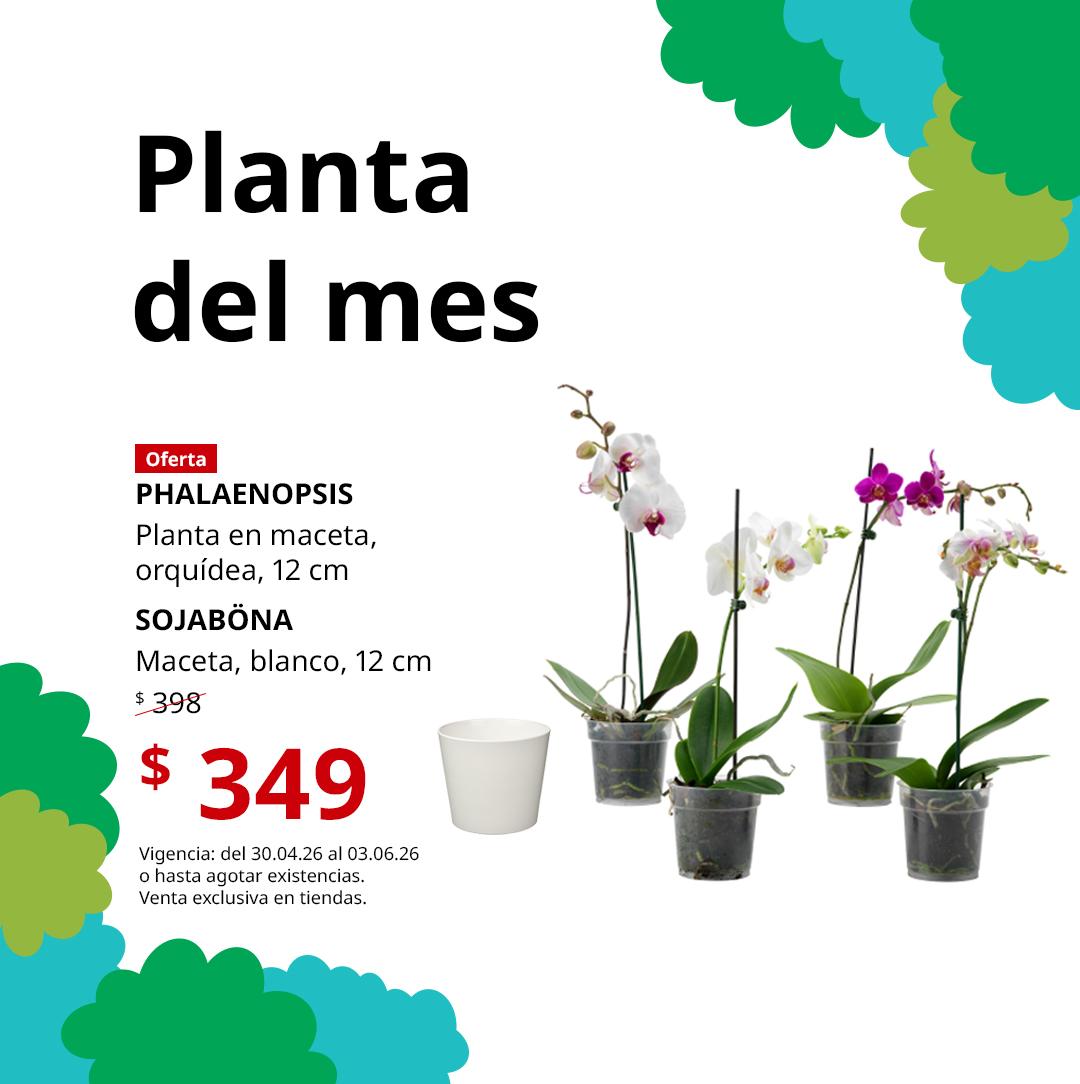 Promoción “Planta del mes” con orquídeas Phalaenopsis en maceta de 12 cm; se muestran tres plantas con flores blancas y moradas y una maceta blanca. 