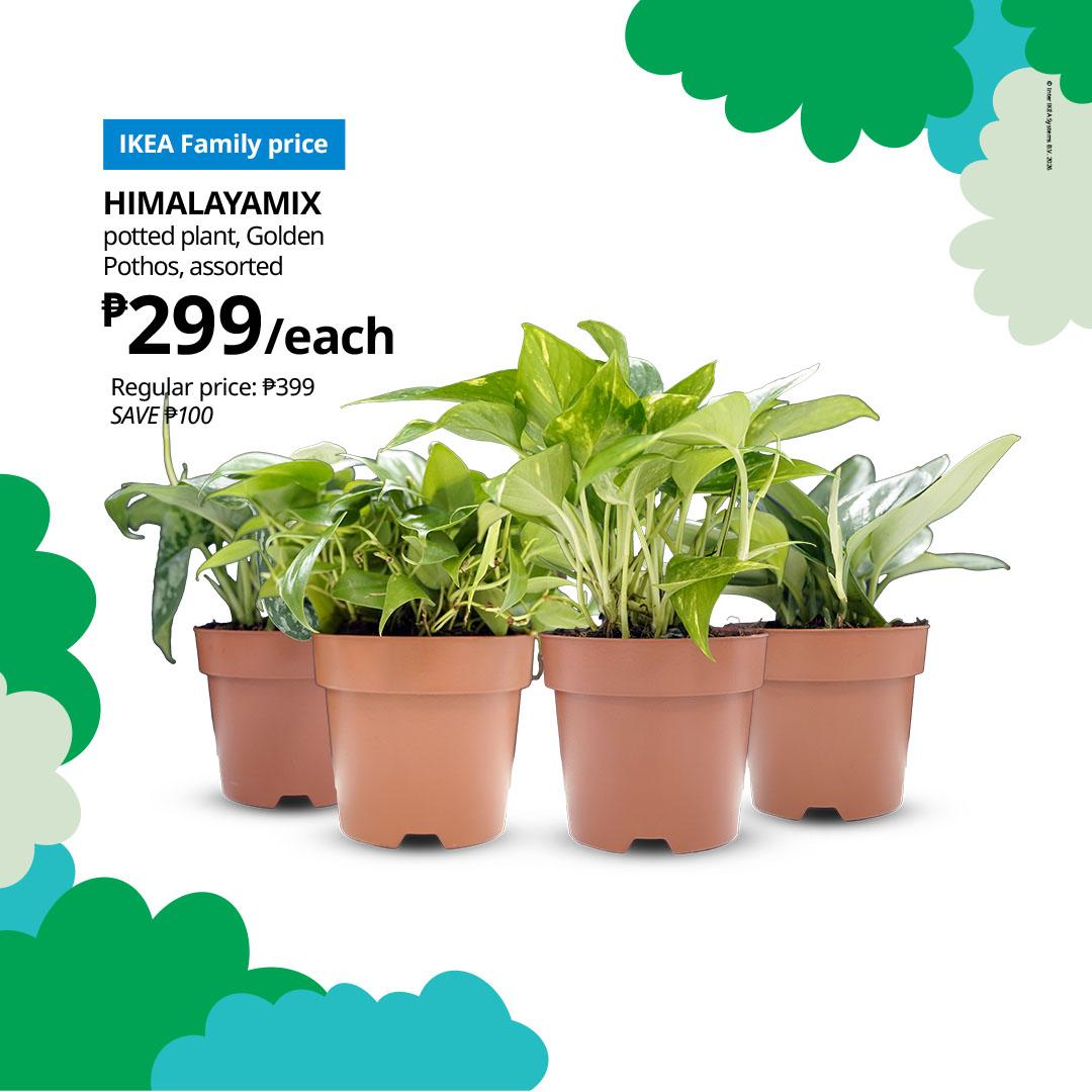 Promotional graphic featuring four assorted Golden Pothos plants in brown pots, with an IKEA Family price of ₱299 each, regular price ₱399, and savings of ₱100.