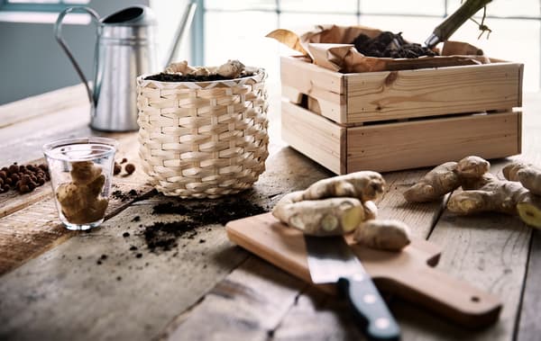 Radici di zenzero pronte per essere piantate in un vaso in rattan accanto a una scatola in legno con della carta marrone piena di terra - IKEA