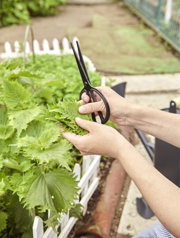 Récolte de légumes verts dans le potager