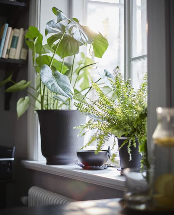 Repisa de una ventana con plantas en macetas de colores oscuros para traer un poco de naturaleza a tu oficina doméstica.
