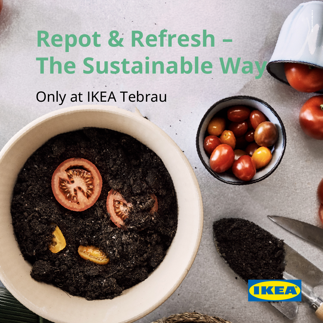 Repot & Refresh Your Plant 