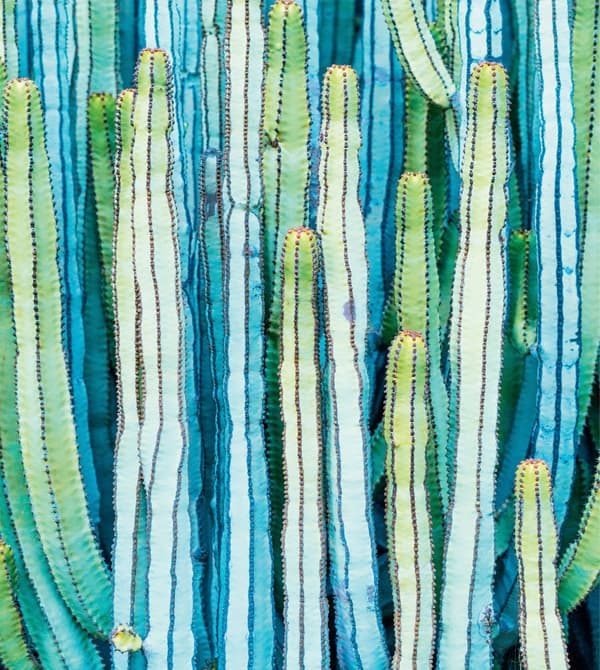 Reproduction de grands cactus en vert et bleu.