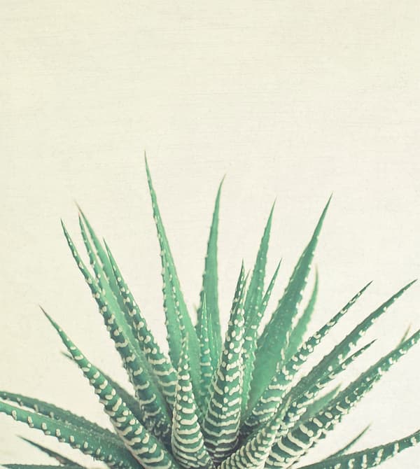 Reproduction d’une plante épineuse.