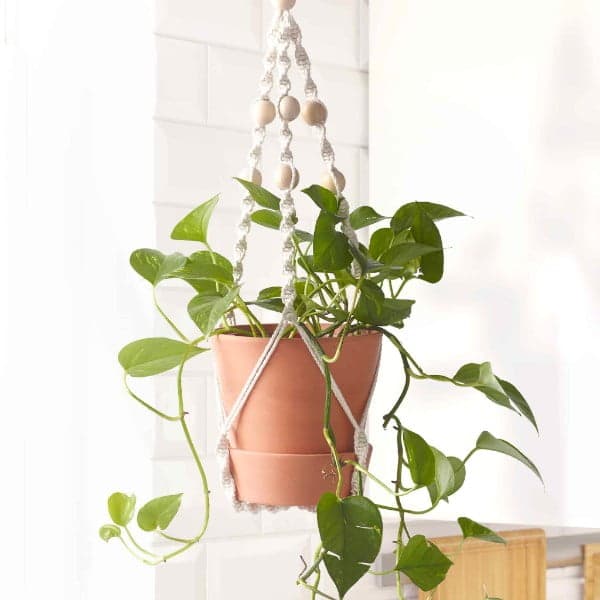 ナチュラル系インテリアに似合う、 観葉植物 - IKEA