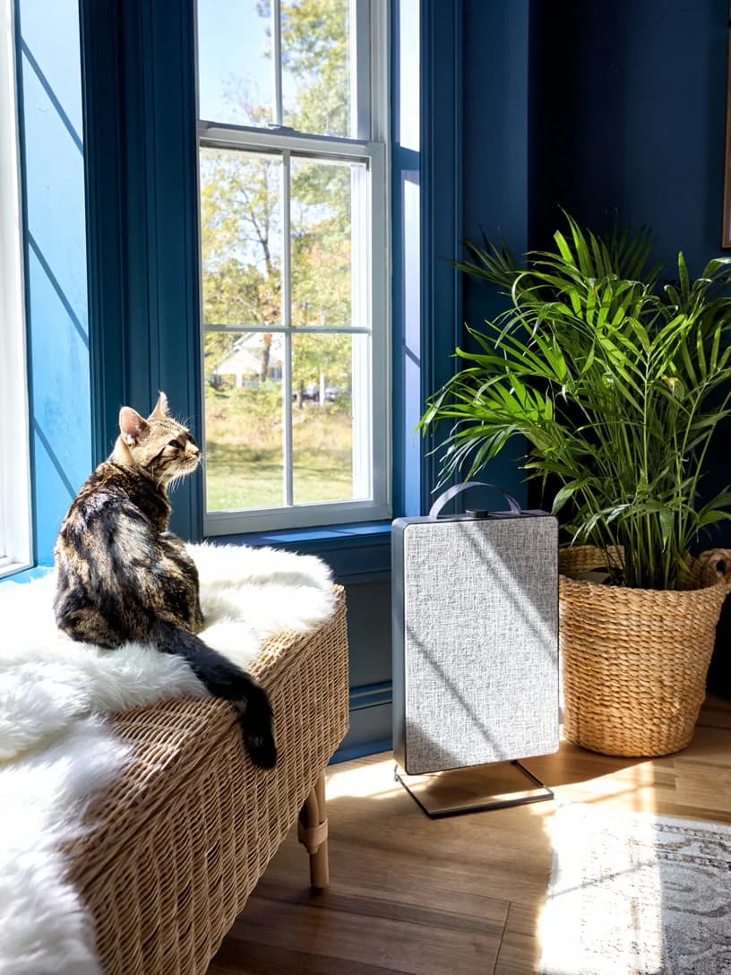 Room with a couch, and plant and cat