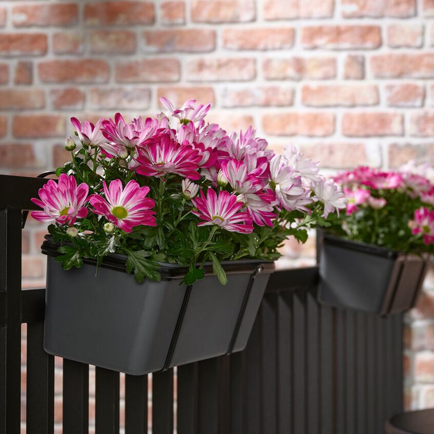 Rosa Chrysantemum i svarta balkonglådor på svart balkongräcke med tegelvägg i bakgrunden. 