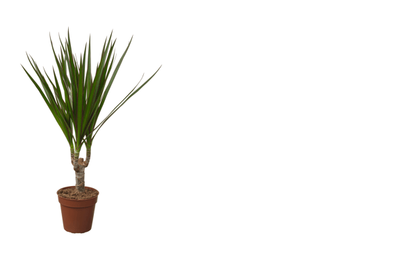 Rostlina