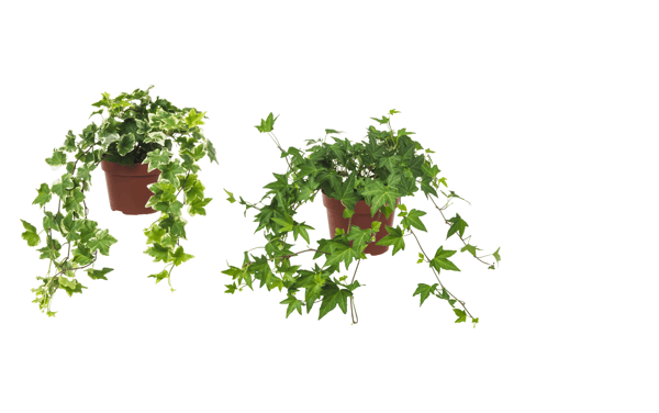 Rostlina, břečťan