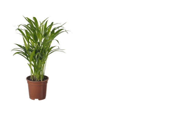 Rostlina, palma areková