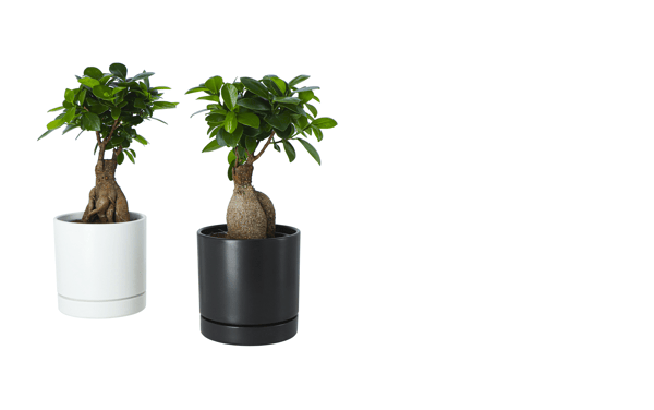 Rostlina v květináči