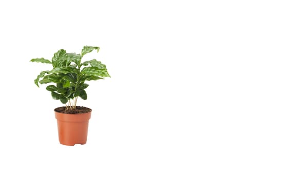 Rostlina v květináči, Kávovník