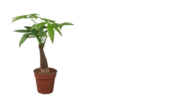 Rostlina v květináči, Pachira vodní