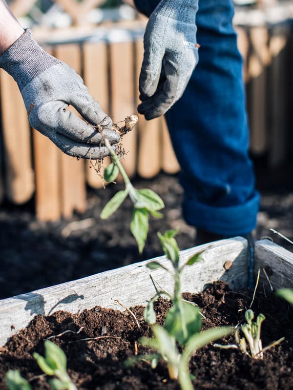Ruky v rukaviciach sadia rastlinku.