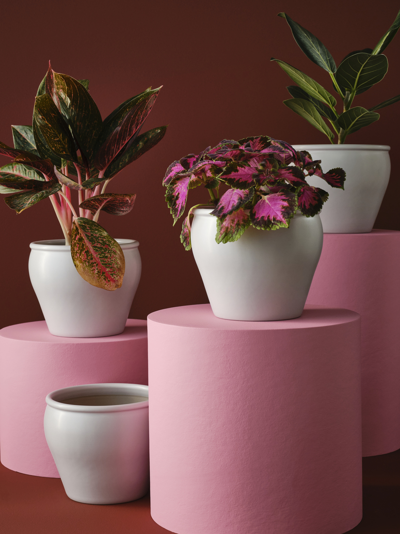 Různé rostliny v bílých květináčích.