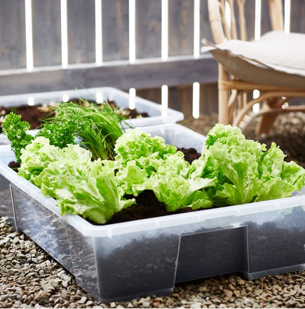 Salată de culoare verde crud, pătrunjel și alte ierburi plantate în recipiente de depozitare SAMLA, așezate pe pietriș.