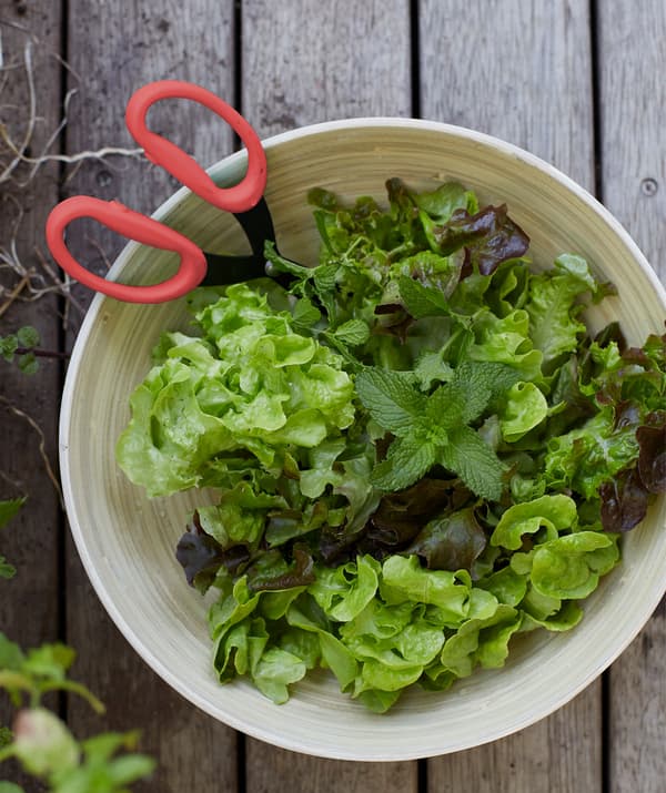 Salátalevelek és menta egy fa tálban, piros ollóval.