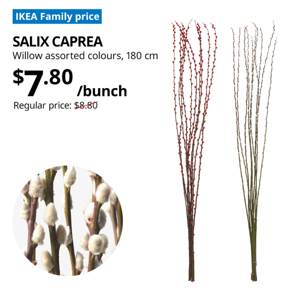 SALIX CAPREA plant, willow assorted colours, offer price: $7.80 for a bunch, usual price $8.80. Height 180cm. Offer valid till 31 Jan 2025.