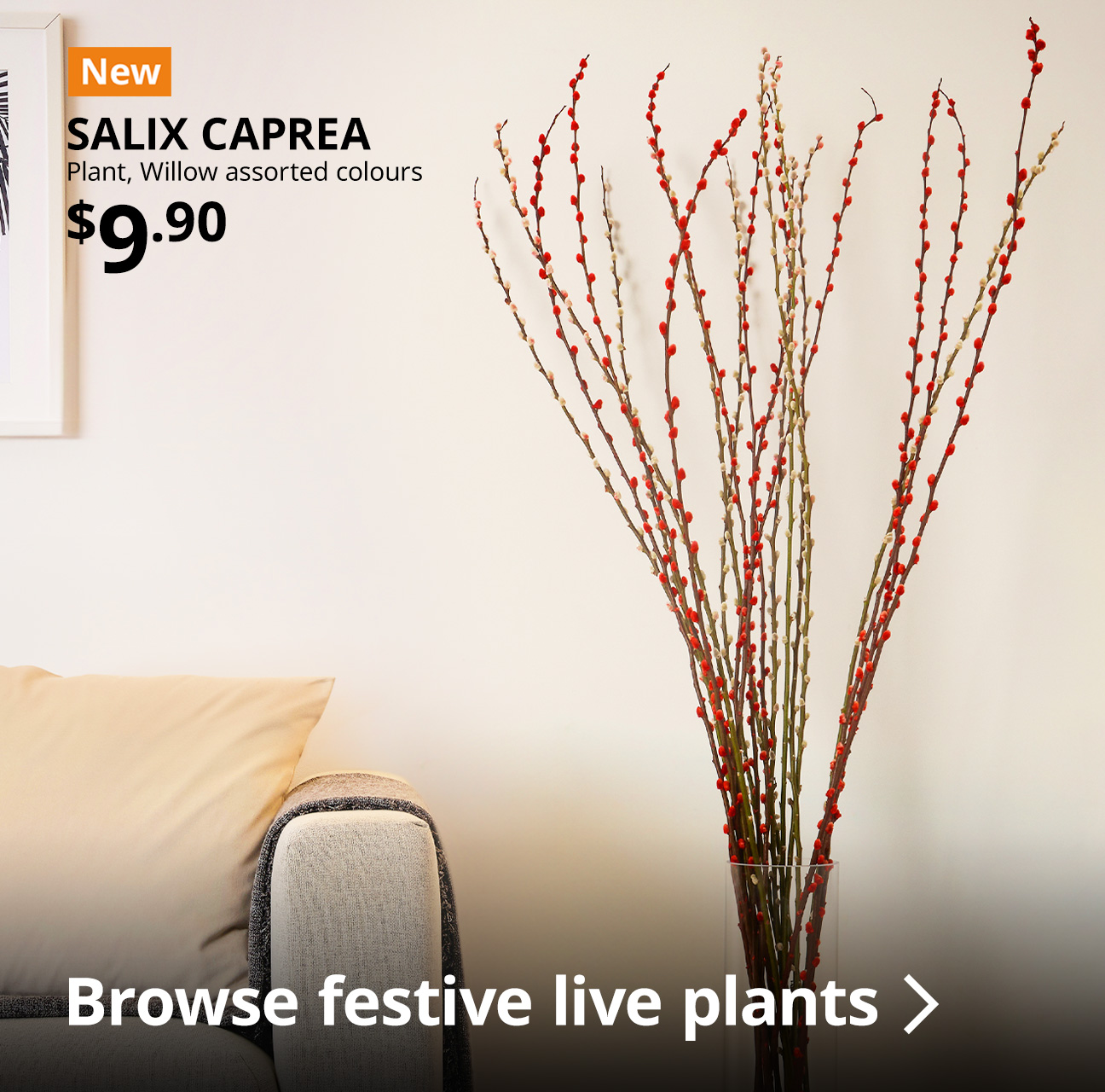 SALIX CAPREA pussy willow, assorted colours. $9.90/bunch