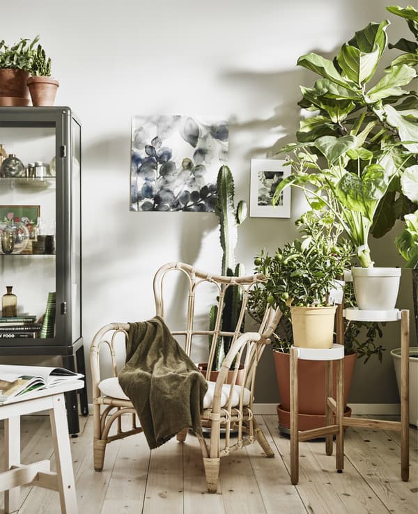 Salon généreusement garni de plantes d’intérieur et fauteuil en rotin