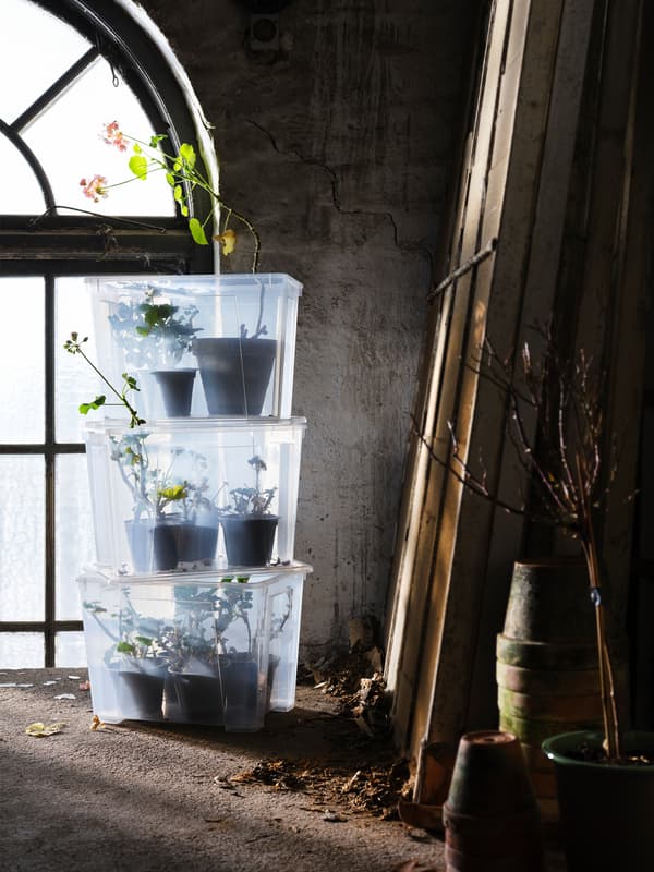 SAMLA storage boxes sit against a garden wall with plants inside.
