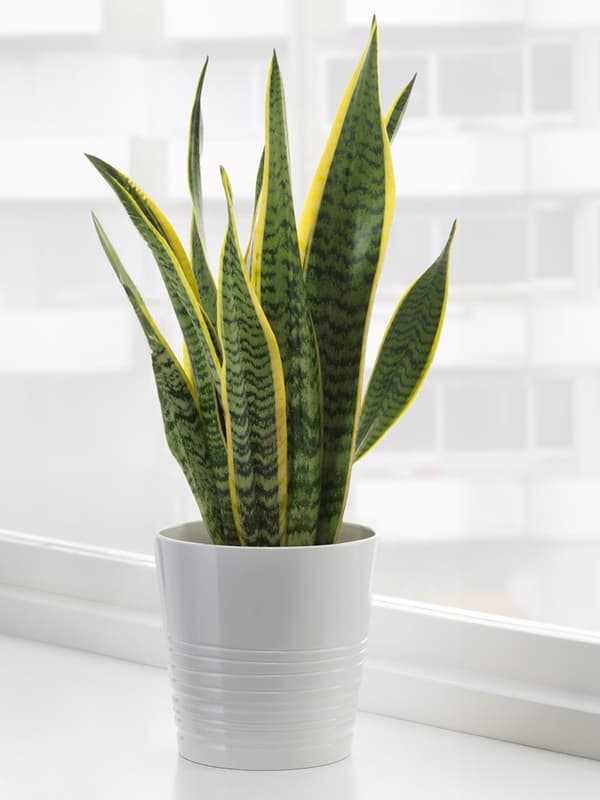 SANSEVIERIA TRIFASCIATA