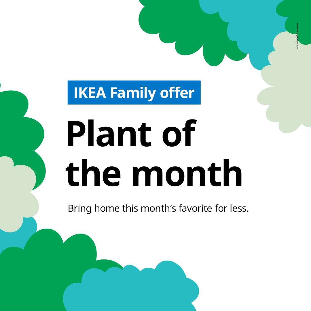 Say hello to our Plant of the Month! Find it in-store and let this little green companion brighten your space, lift your mood, and make your home feel more lively and welcoming.