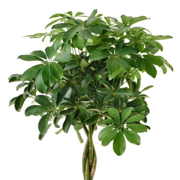 SCHEFFLERA ARBORICOLA