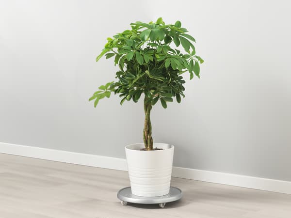 SCHEFFLERA ARBORICOLA
