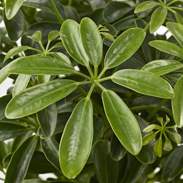 SCHEFFLERA ARBORICOLA
