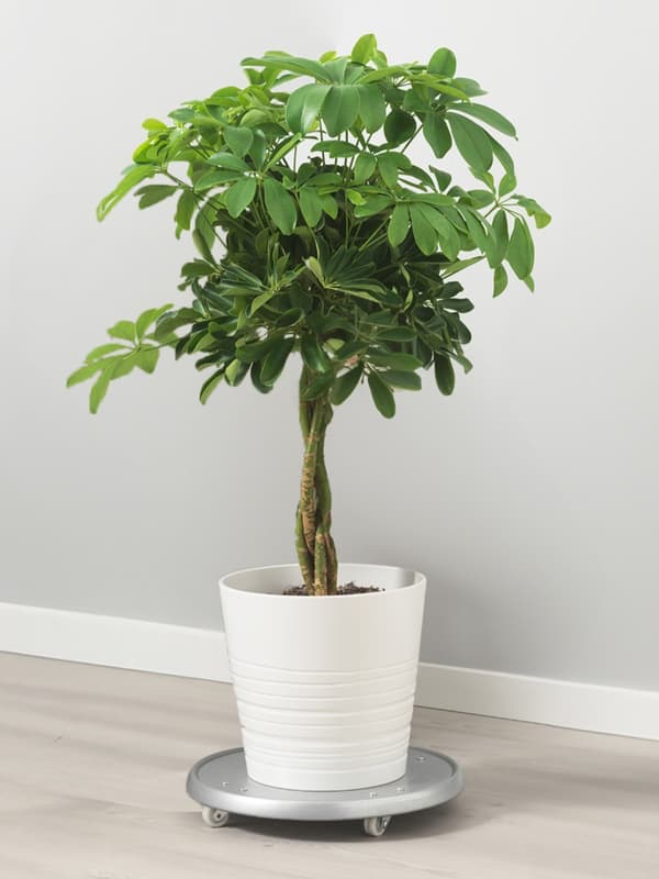 SCHEFFLERA ARBORICOLA