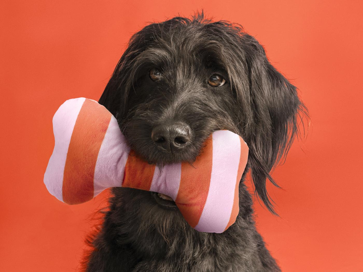 schwarzer Hund mit Stoffknochen im Maul