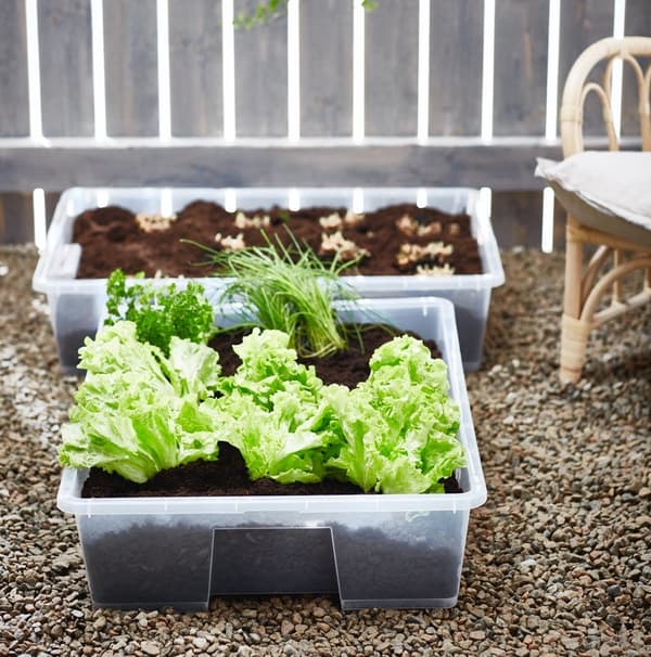 Seedbed in a plastic box