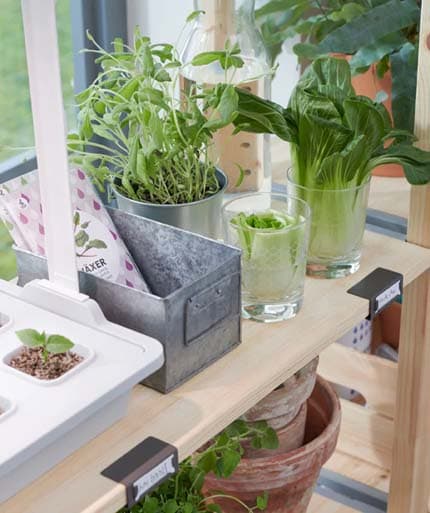 seedling and growth bench