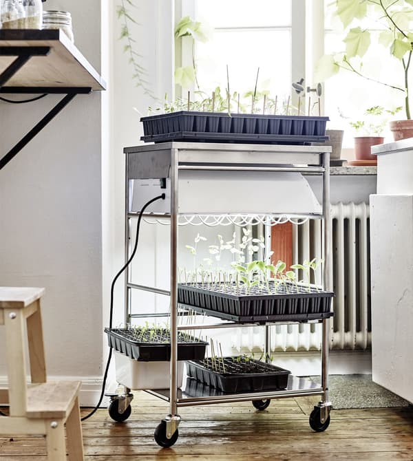 Seedlings growing in trays on a steel trolley.