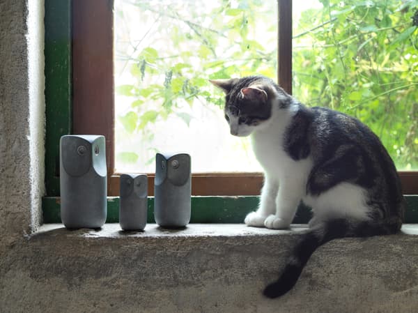 Seekor kucing kecil berwarna putih dan kelabu duduk di ambang tingkap dan melihat tiga burung hantu hiasan TONAD berwarna kelabu yang dibuat daripada konkrit.
