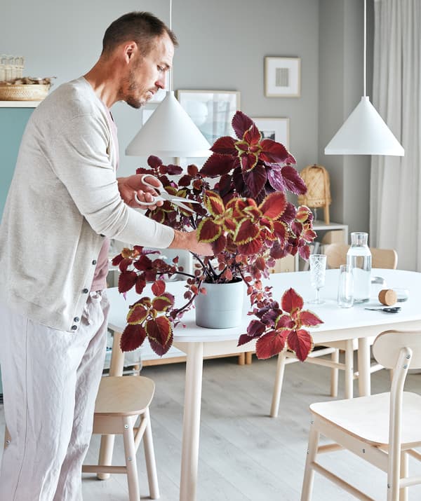 Séjour avec table, chaises, bibliothèques, et un homme taillant une plante, utilisant des ciseaux pour couper des tiges défraîchies.