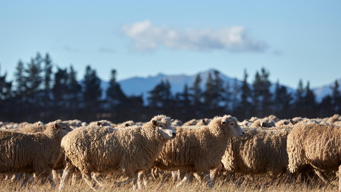 Baca selanjutnya tentang wul kami