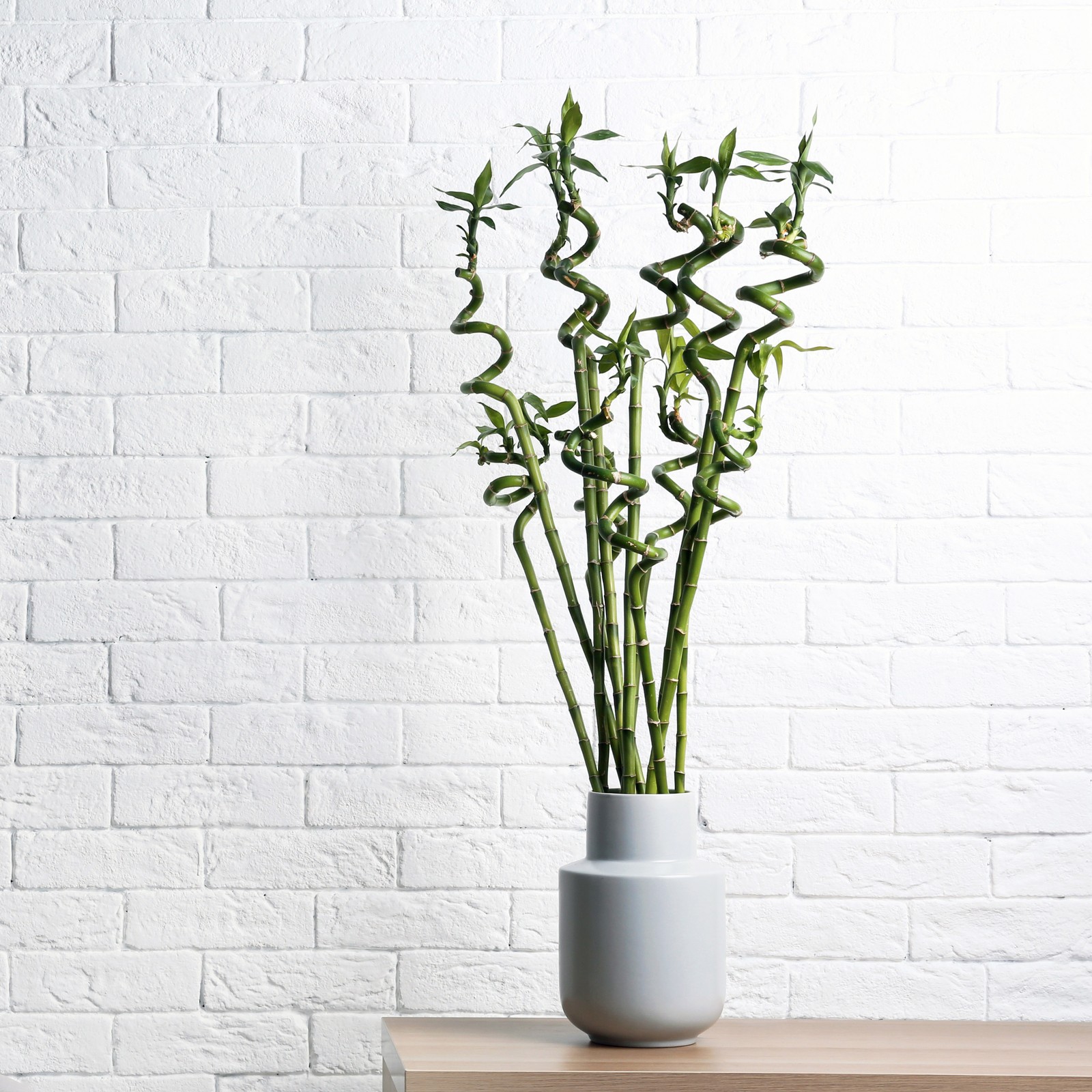 How to care for your lucky bamboo IKEA