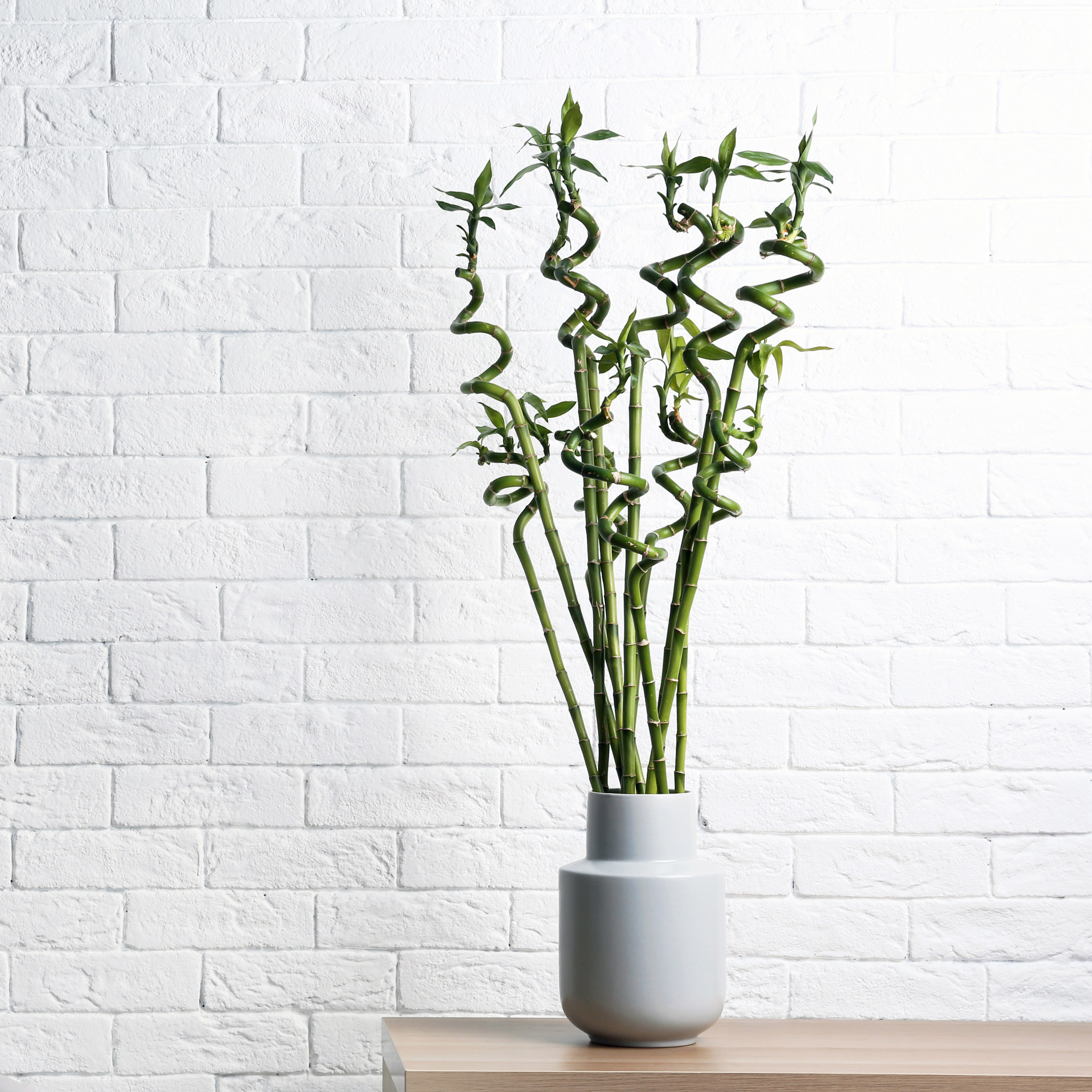 How to care for your lucky bamboo IKEA