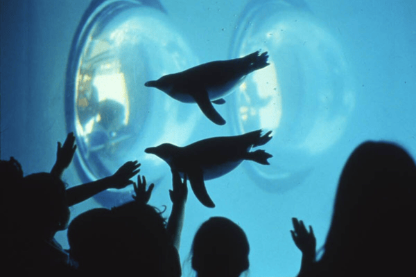 shadow images of children looking at two penguins in an aquarium