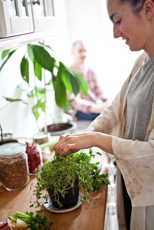 Shalony grows some herbs at home.