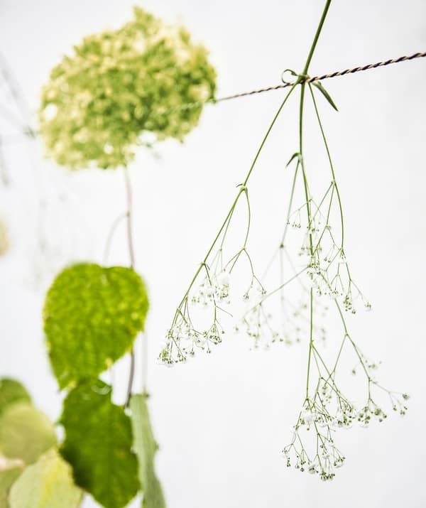 Single flower stems hanging on a string.
