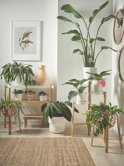 The power of plants IKEA IKEA Singapore